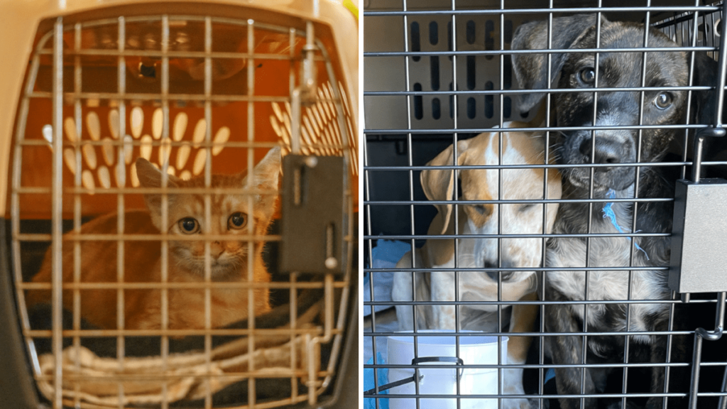 Vuelo evacua a más de 100 mascotas de albergue de Hawaii