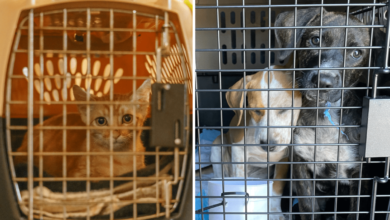 Vuelo evacua a más de 100 mascotas de albergue de Hawaii