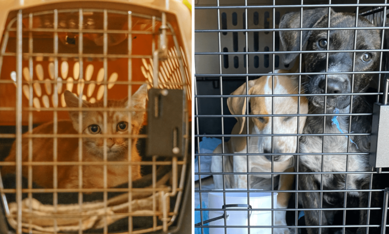 Vuelo evacua a más de 100 mascotas de albergue de Hawaii