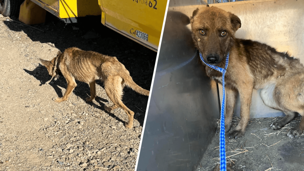 arrestan a hombre por maltratar a sus animales
