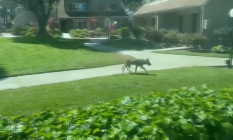 aumentan en San José los avistamientos de coyotes