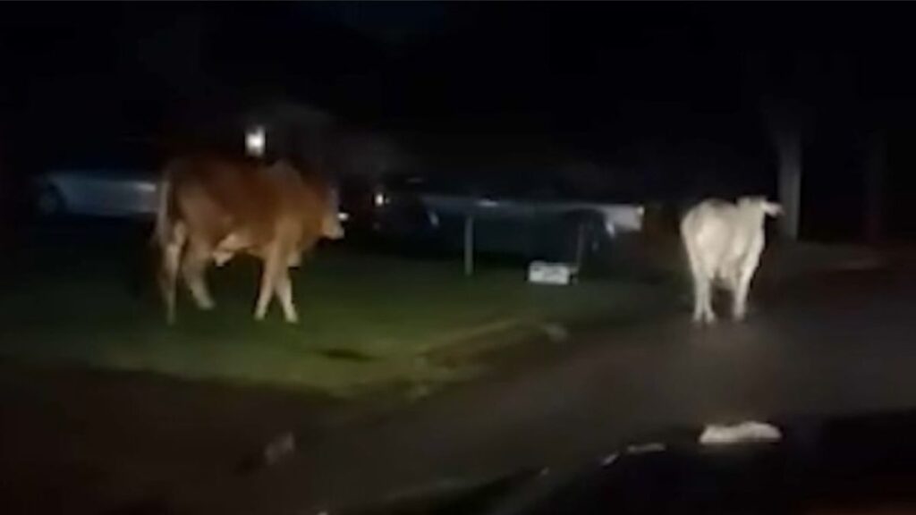 piden ayuda para encontrar vacas extraviadas en Maryland