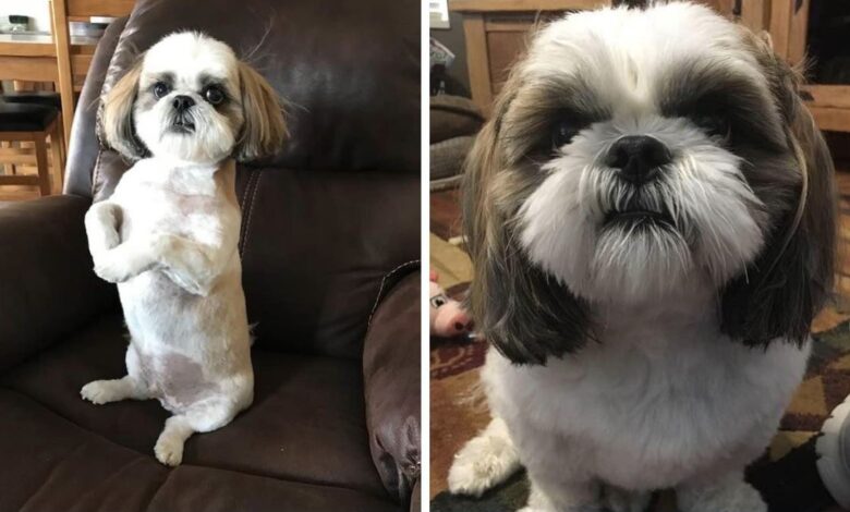se quedan sin recompensa por rescatar a un perro y podrían perder a sus hijos en Utah