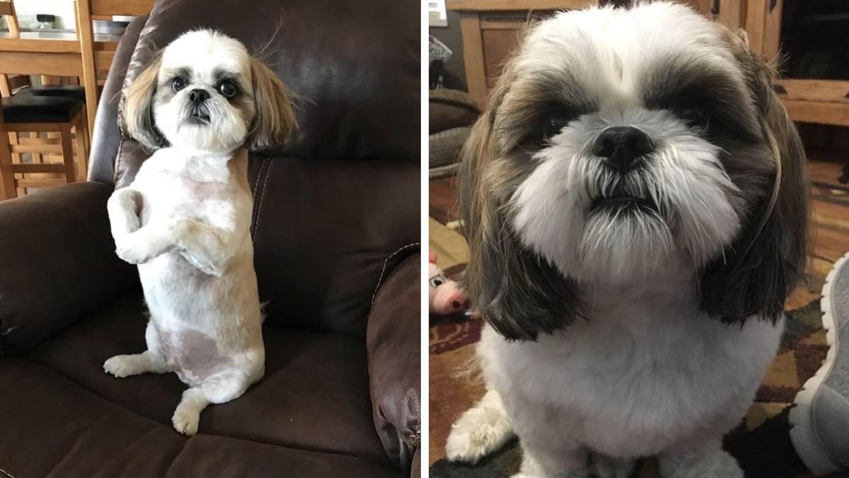 se quedan sin recompensa por rescatar a un perro y podrían perder a sus hijos en Utah