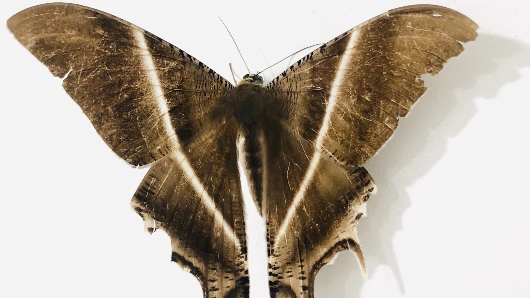 solo necesitas este ingrediente de cocina