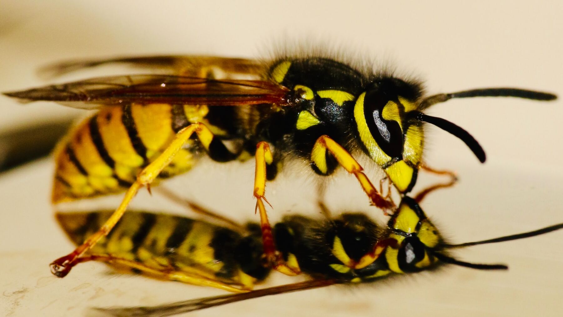 ¡Que no arruinen tus comidas al aire libre! Guía práctica para evitar el asedio de las avispas a tu comida