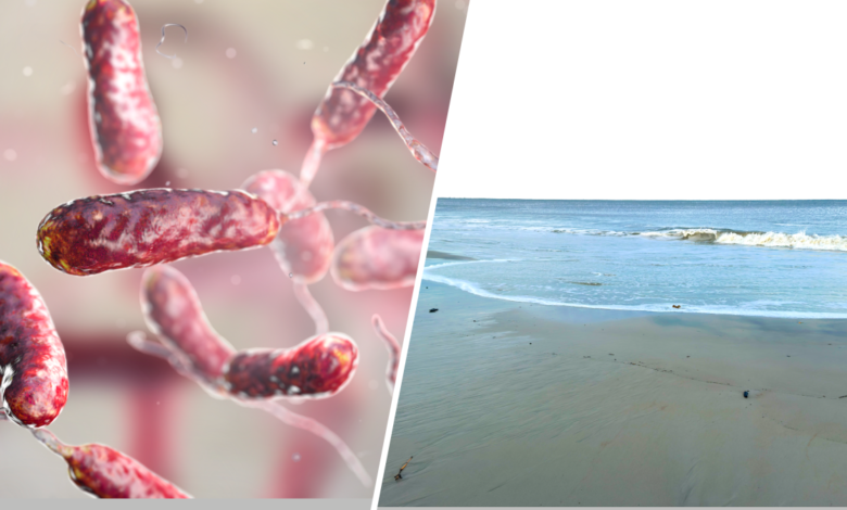 Casos de la bacteria Vibriosis podrían aumentar en Estados Unidos