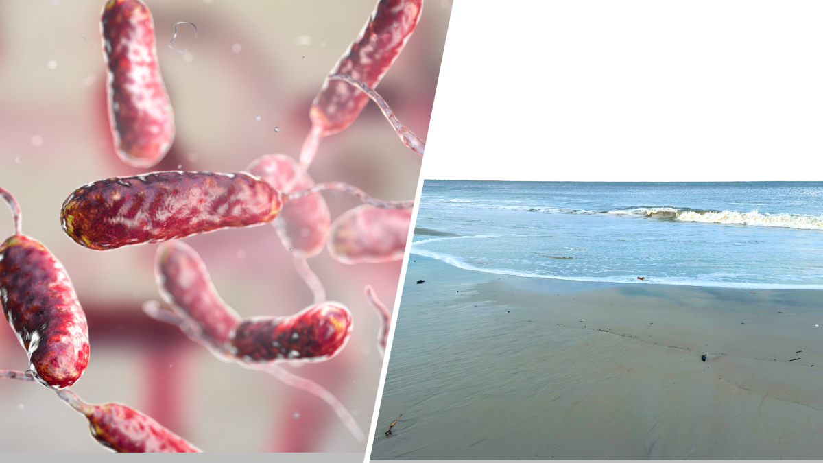 Casos de la bacteria Vibriosis podrían aumentar en Estados Unidos