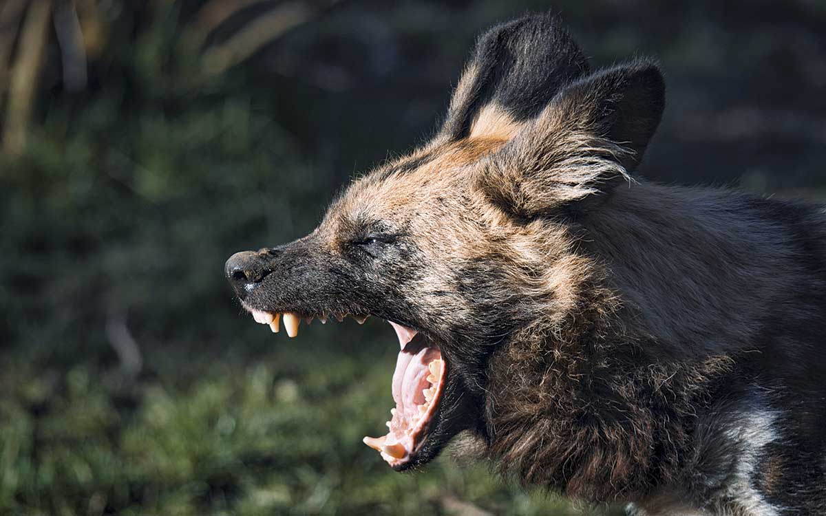 El ataque de una manada de hienas deja cinco muertos y diez heridos en Sudán del Sur