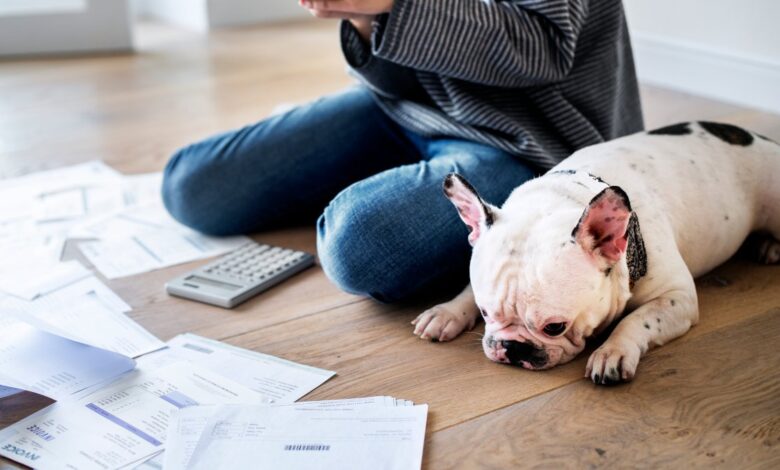 El impacto de la deuda estudiantil en el abandono de mascotas