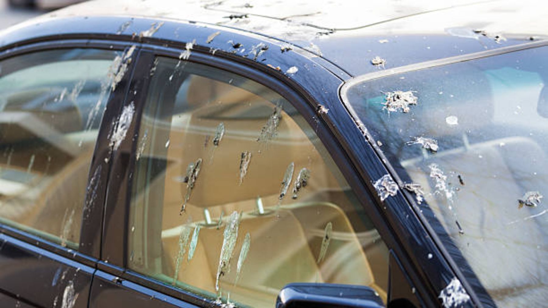 El sorprendente y sencillo truco que eliminará por completo y sin dañar los excrementos de pájaro de tu coche