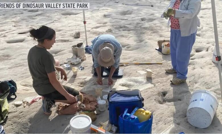 Encuentran nuevas huellas en el parque estatal Dinosaur Valley en Glen Rose