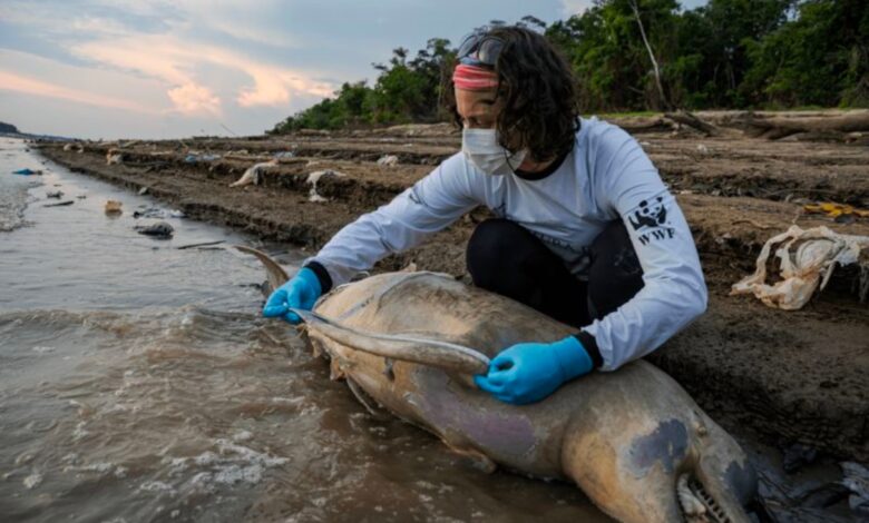 Hallan al menos a 110 delfines muertos en el Amazonas