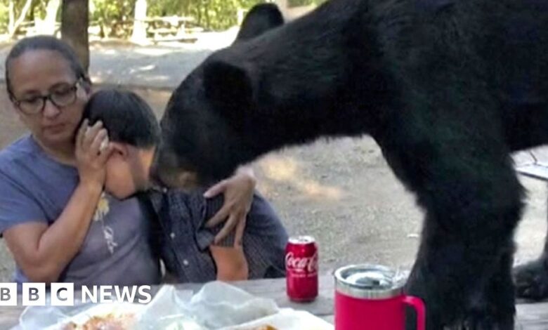 México: Un oso irrumpe en un picnic y deja a los espectadores congelados