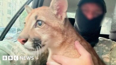Momento cachorro de puma encontrado y rescatado por la policía