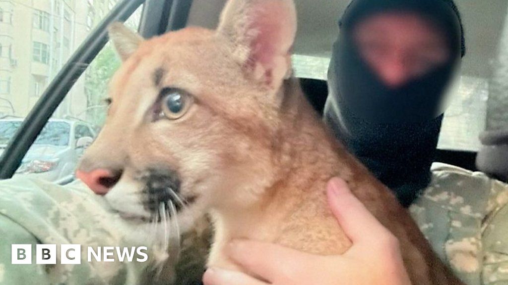 Momento cachorro de puma encontrado y rescatado por la policía