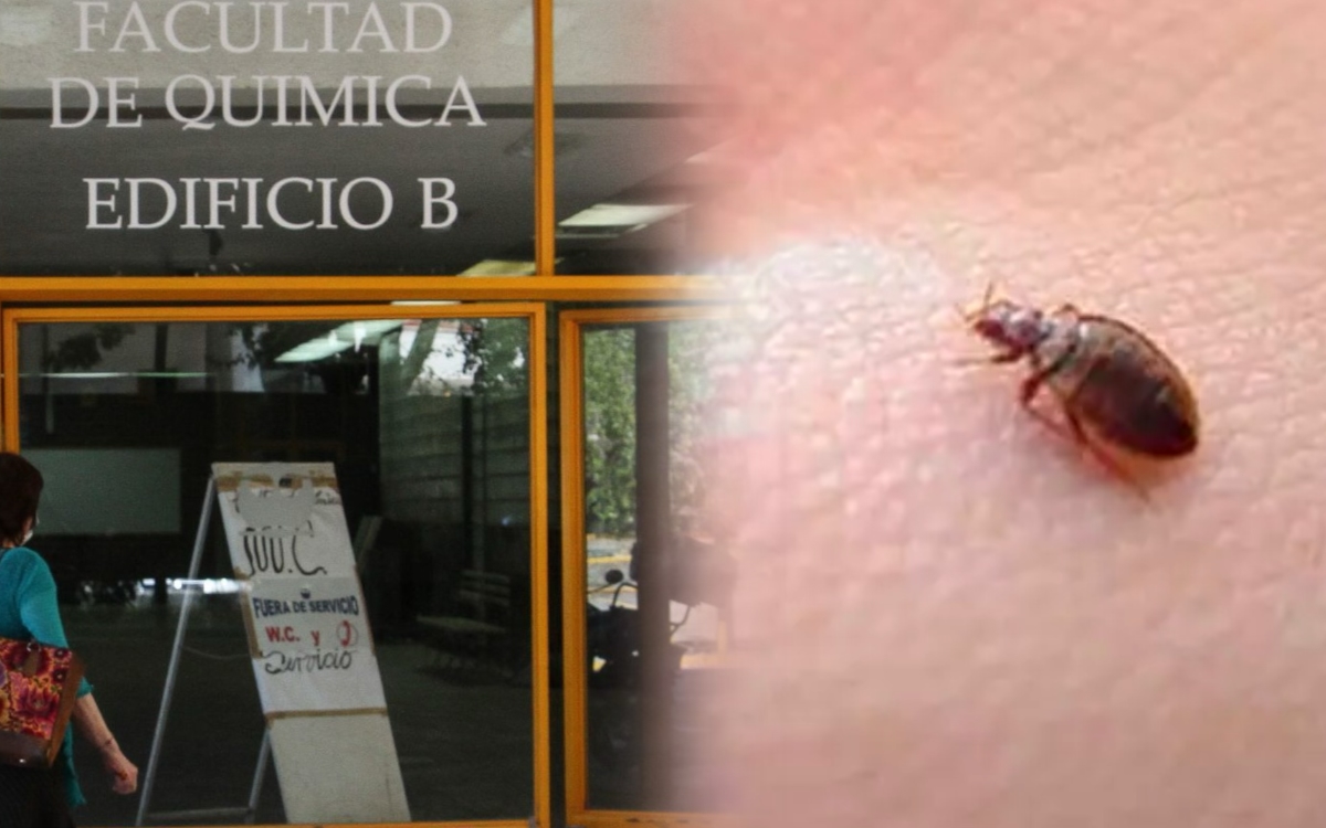Por supuesta plaga de chinches, suspenden clases en Facultad de Química de la UNAM