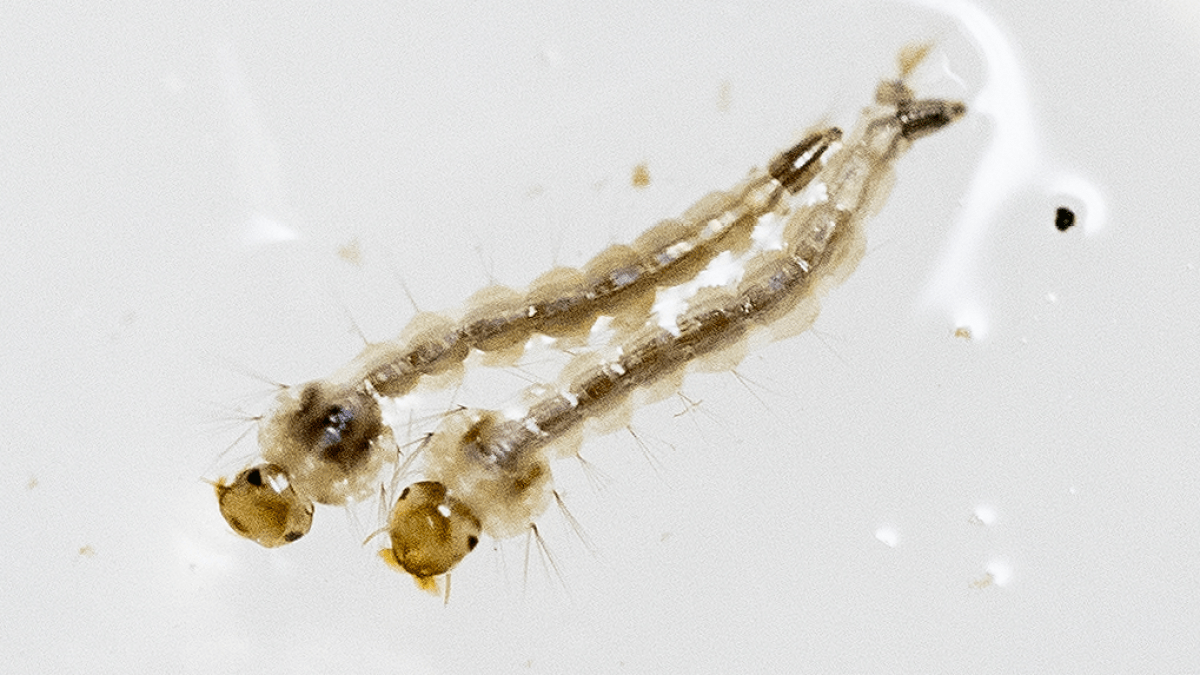 República Dominicana atraviesa un “brote epidémico de dengue, según el Ministerio de Salud Pública