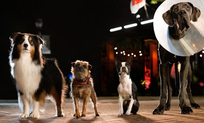 Revisión de Strays: Will Ferrell y Jamie Foxx son un gran dúo en una comedia incómoda