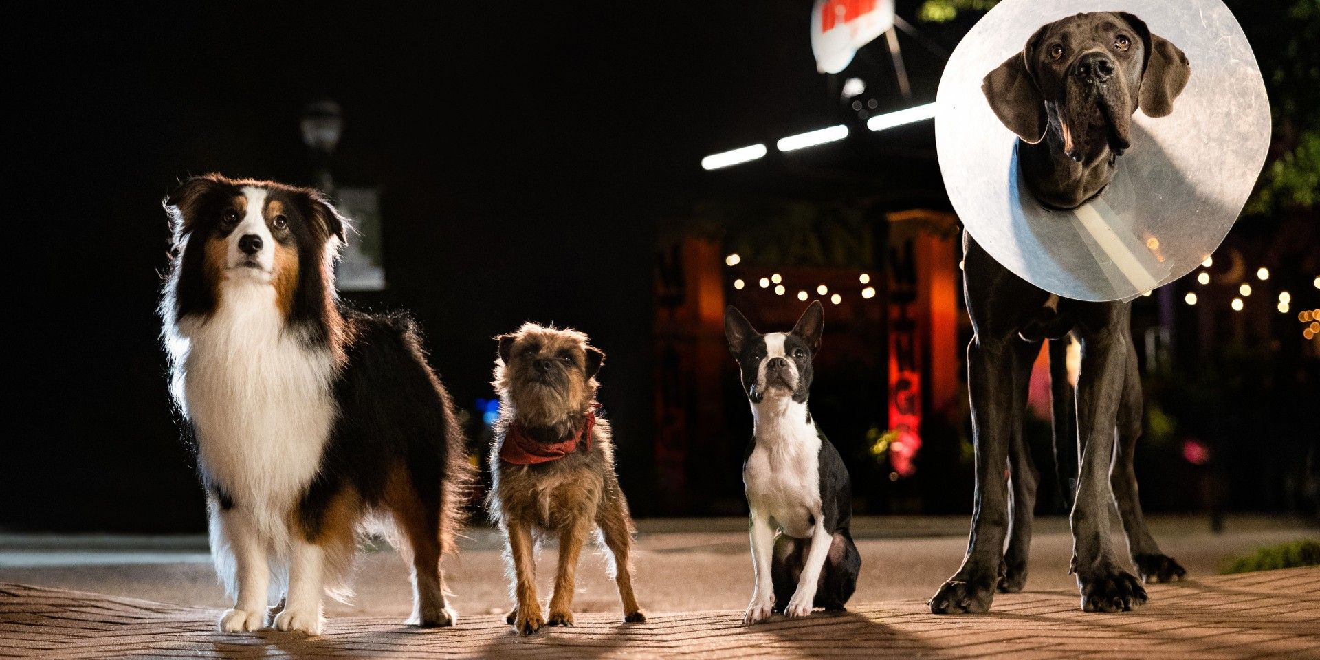 Revisión de Strays: Will Ferrell y Jamie Foxx son un gran dúo en una comedia incómoda