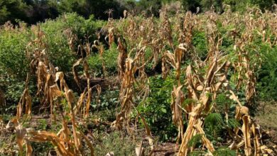 Sequía golpea a agricultores de maíz en Oaxaca; reportan pérdida del 60% en el Istmo