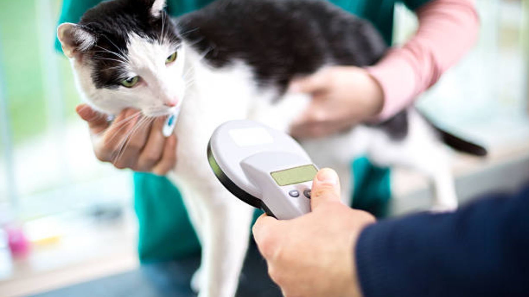 Si tu gato no tiene este chip en un mes, tienes un problema. Una multa de 50.000 euros te espera