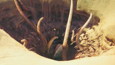 Star Wars finalmente revelará la opinión de Sarlacc, 40 años después del regreso del Jedi