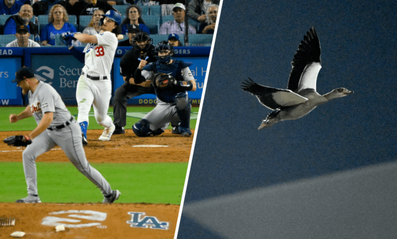 Una burbuja gigante y un ganso salvaje interrumpen brevemente juego entre Dodgers y Tigres