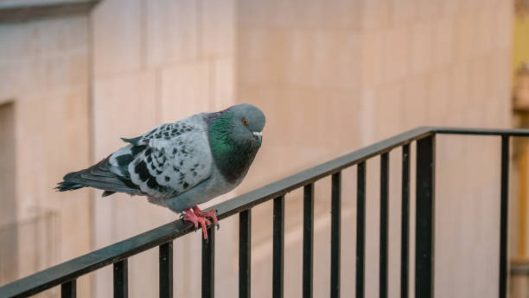 di adiós a las palomas para siempre