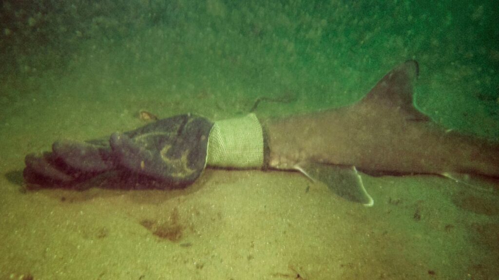 pareja rescata a bebé tiburón atrapado en un guante