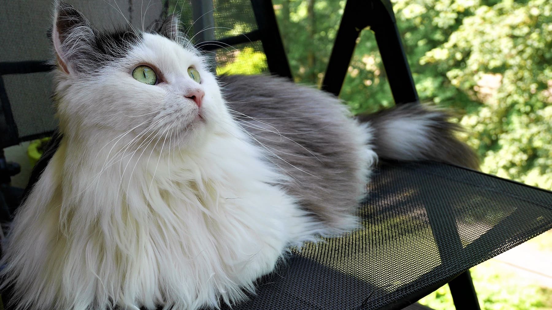 se perdió hace dos años y vienen a buscarlo a 13.000 kilómetros de su casa