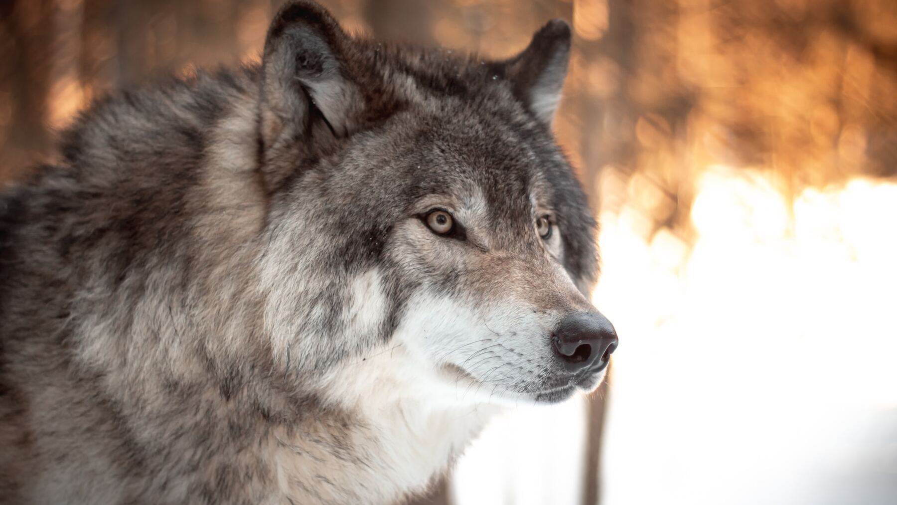 te revelamos cuál es tu animal tótem