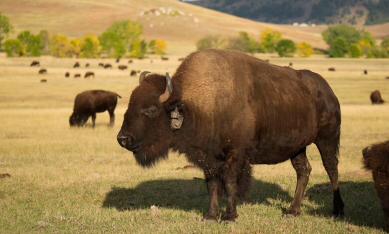 vaqueros y vaqueras arrean manada de más de 1,500 bisontes