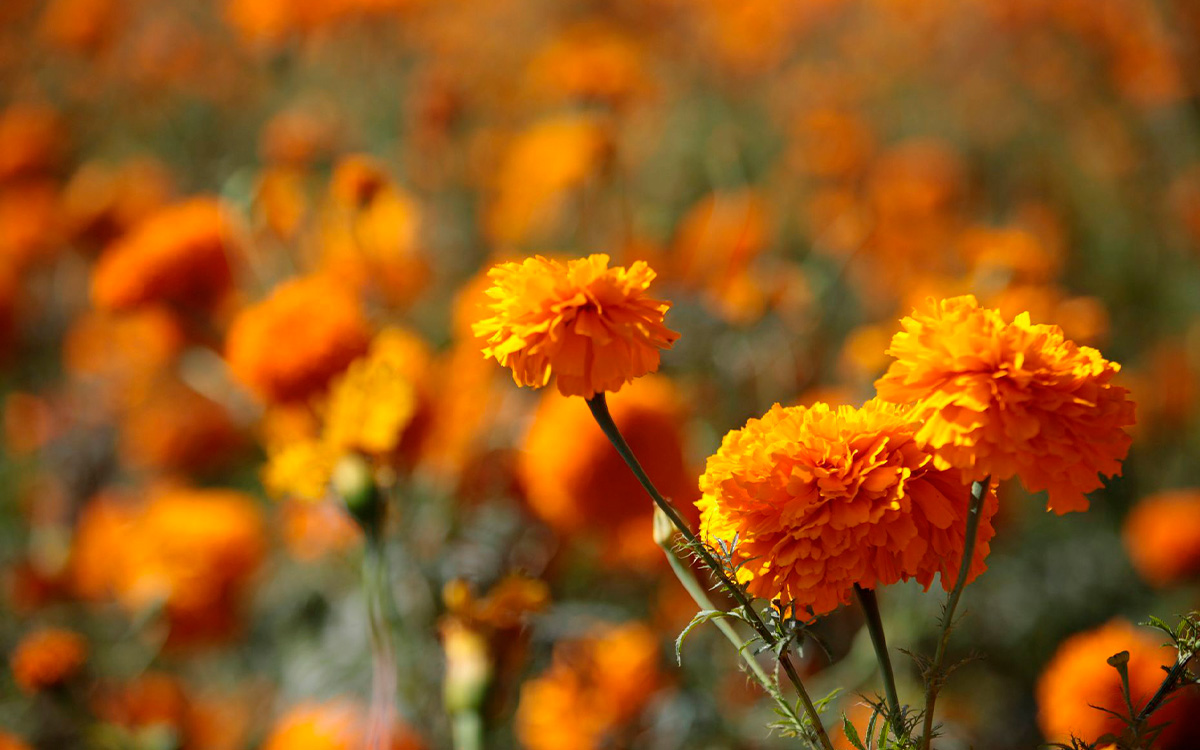 ¿Qué significa la flor de cempasúchil en el altar de Día de Muertos?