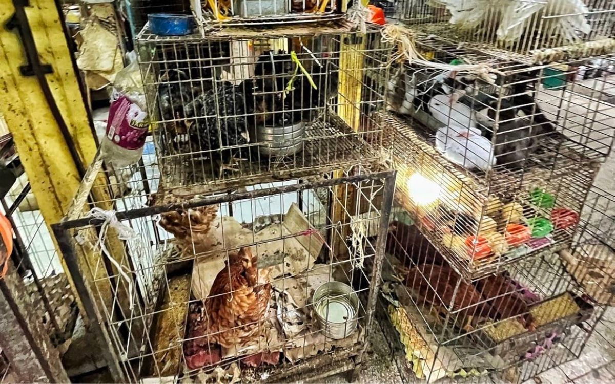 CDMX prohíbe venta de animales en mercados y vía pública