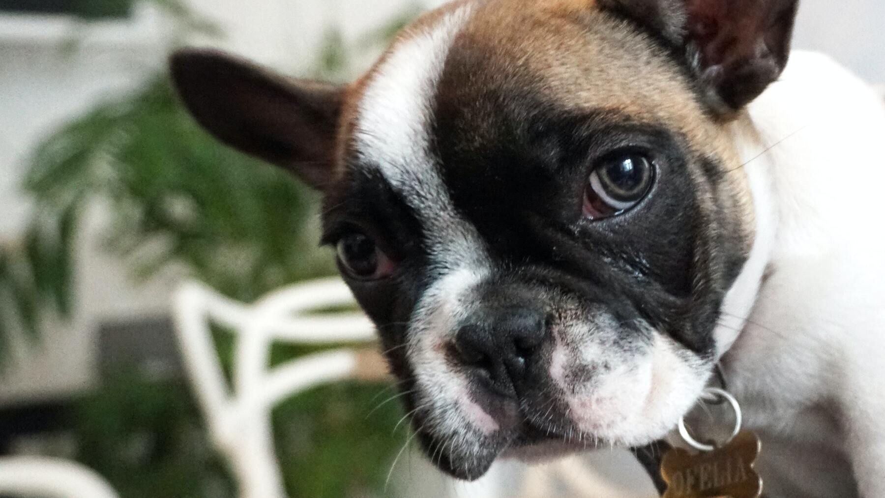 Estos sitios tienen vetada la entrada de mascotas con la nueva Ley de Bienestar Animal