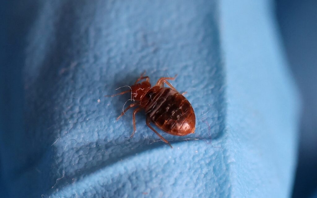 Hallan chinche en la UNAM; 'la comunidad no está en riesgo sanitario'