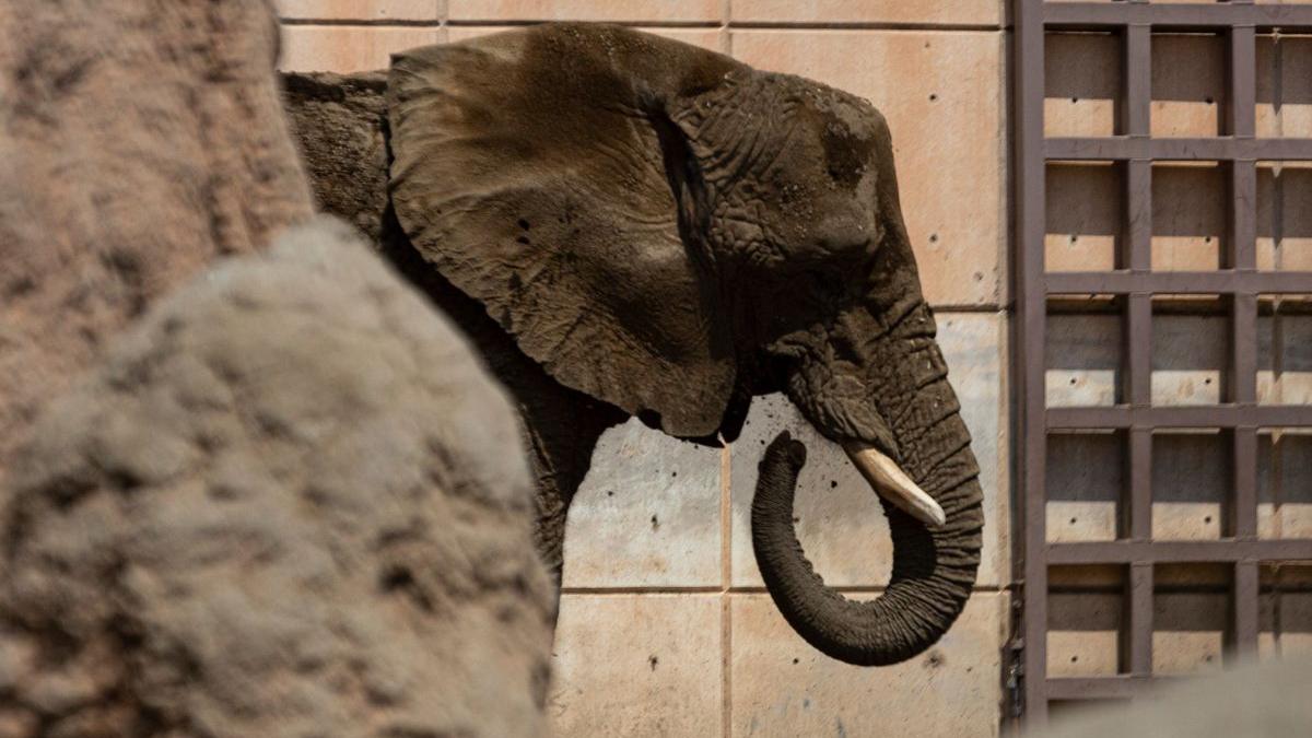 Ministro Ortiz Mena analizará caso de la elefante Ely