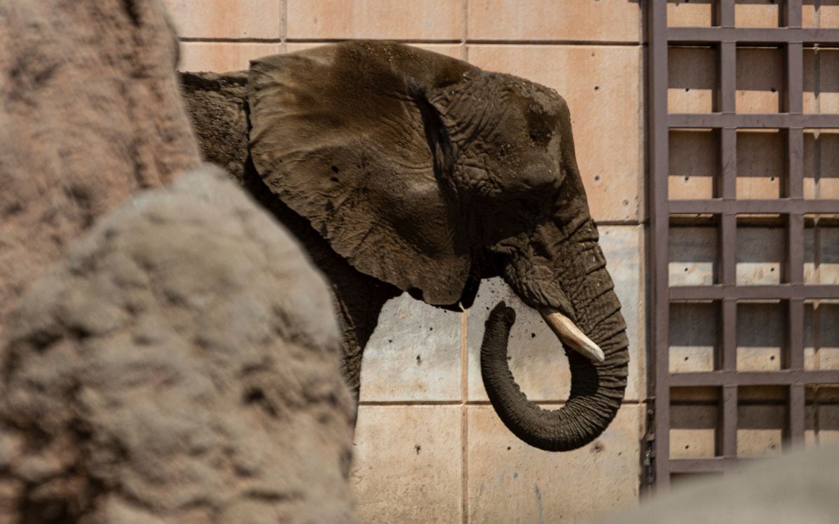 Ministro Ortiz Mena analizará caso de la elefante Ely