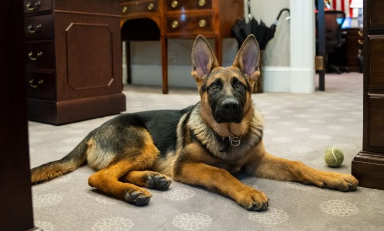 ¡Adiós, Commander! Expulsan al perro de Biden de la Casa Blanca por morder agentes