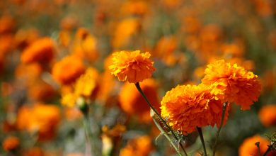 ¿Qué significa la flor de cempasúchil en el altar de Día de Muertos?