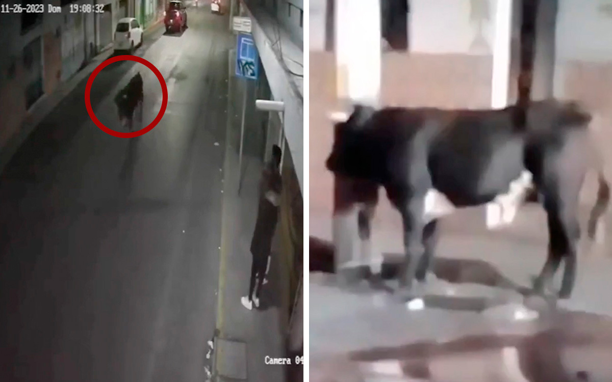 ¡Olé! Toro deambula por calles de Pachuca y causa pánico | Video