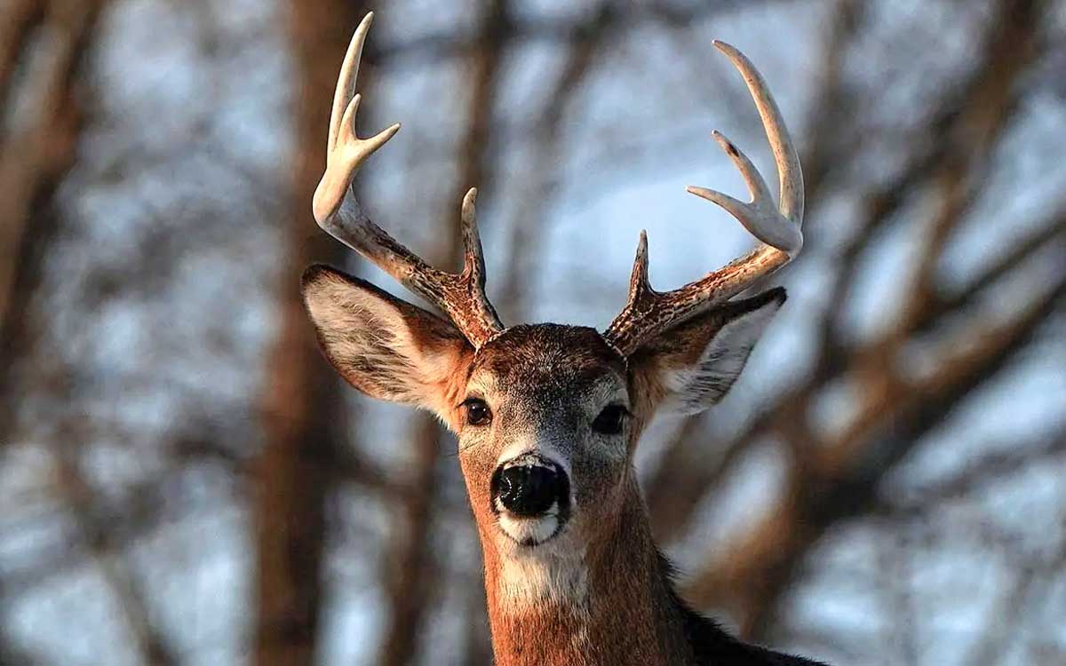Alertan en Estados Unidos por casos de “venados zombies”
