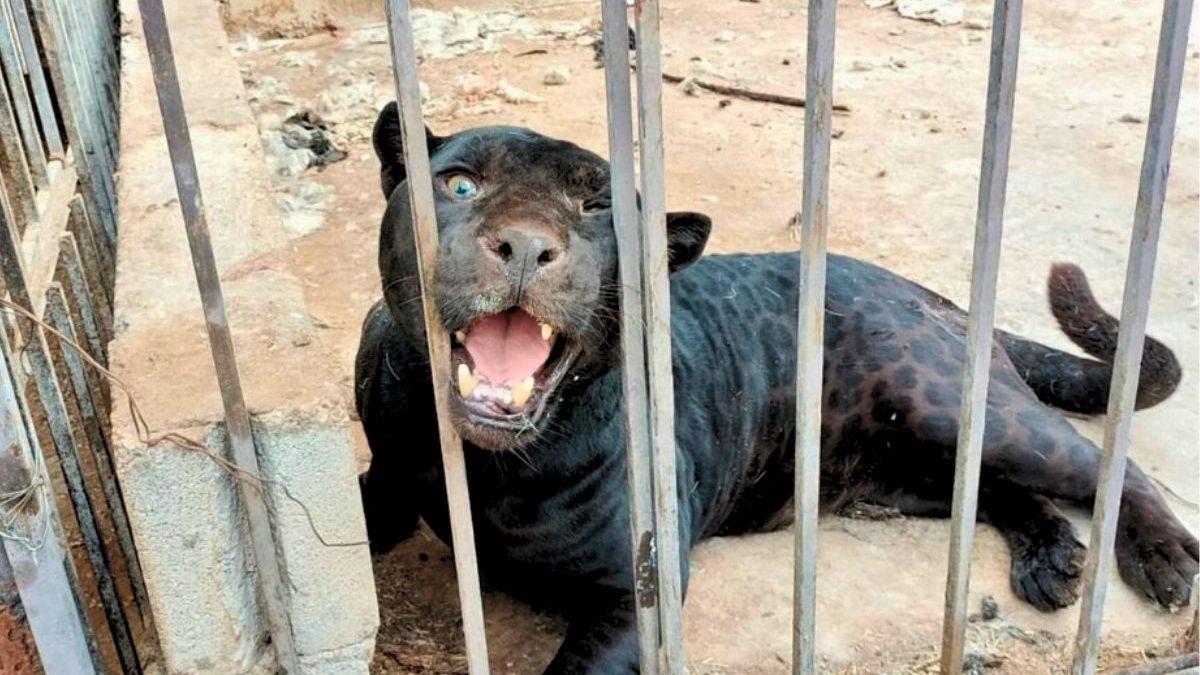 Aseguran a jaguar que atacó a niña en rancho de Chihuahua