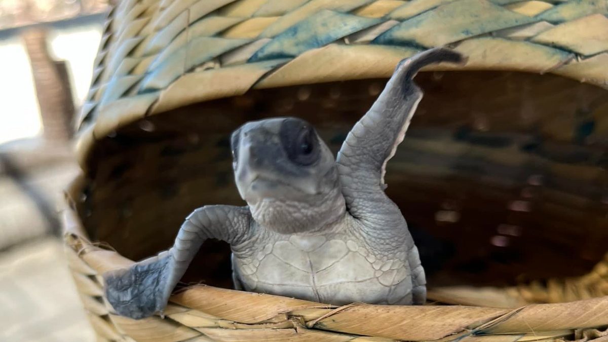 Huracán Otis deja en ruinas refugio de tortugas marinas en Acapulco | Video