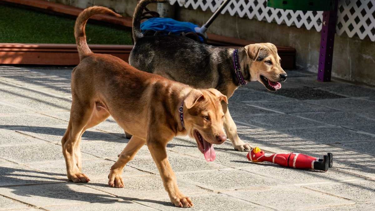 Investigan venta de carne de perro por Internet | Hong Kong