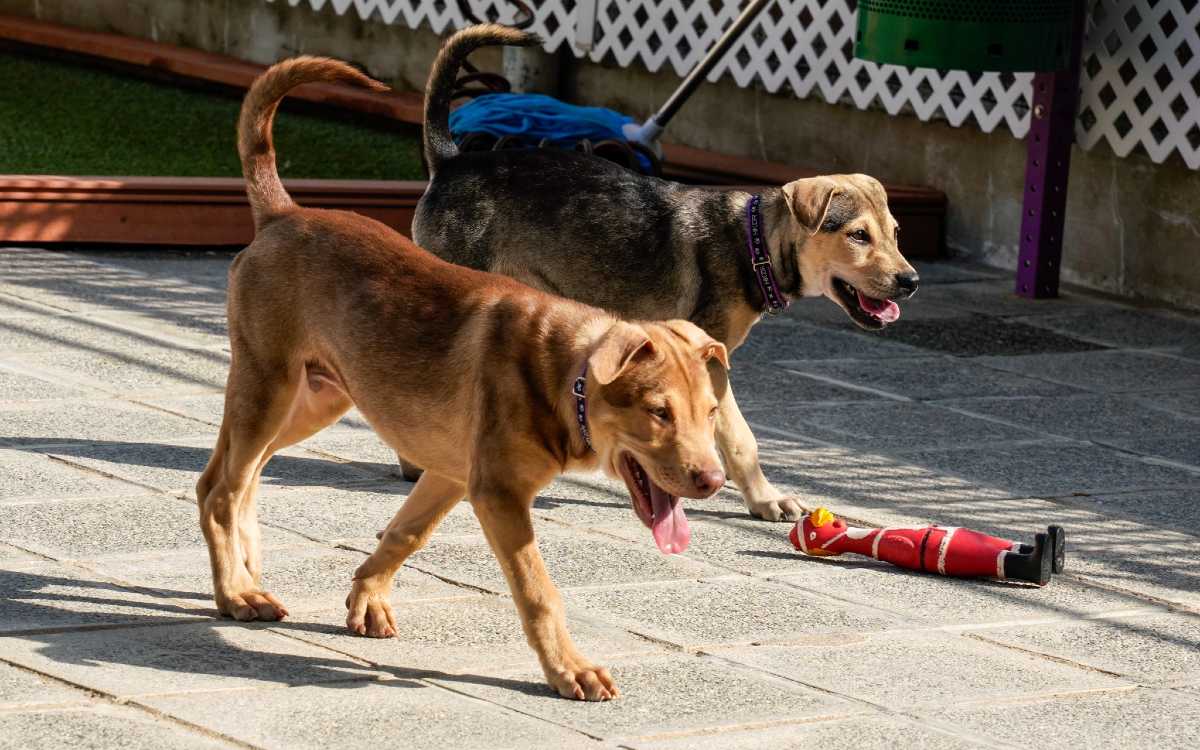 Investigan venta de carne de perro por Internet | Hong Kong