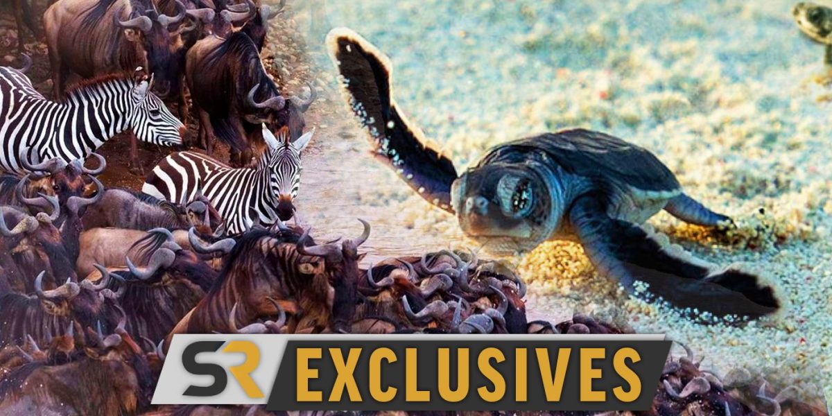 Los increíbles viajes de animales de Nat Geo presentan un avance de tres temas que abarcan todo el mundo [EXCLUSIVE]