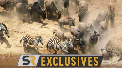 Los increíbles viajes de animales de Nat Geo se burlan del peligroso cruce de un río narrado por Jeremy Renner