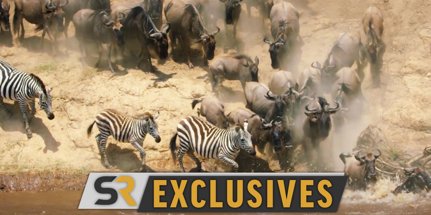 Los increíbles viajes de animales de Nat Geo se burlan del peligroso cruce de un río narrado por Jeremy Renner